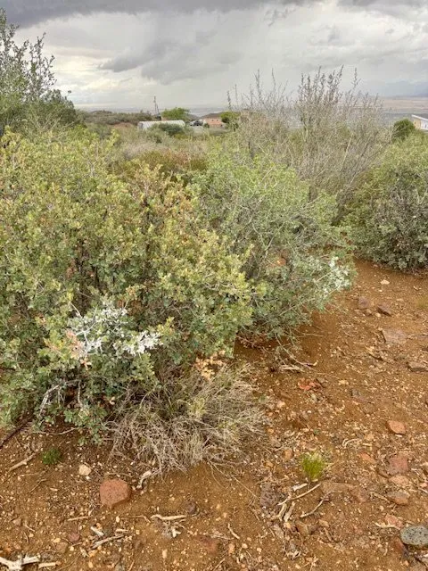 Trusted landscape installation in Chino Valley, AZ - Prescott Roots Landscaping