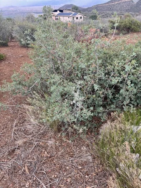 Professional landscaping services in Chino Valley, AZ - Prescott Roots Landscaping