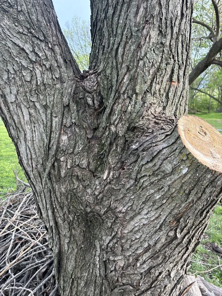 Professional landscaping services with custom design in Trenton, MO by Prescott Tree & Landscape