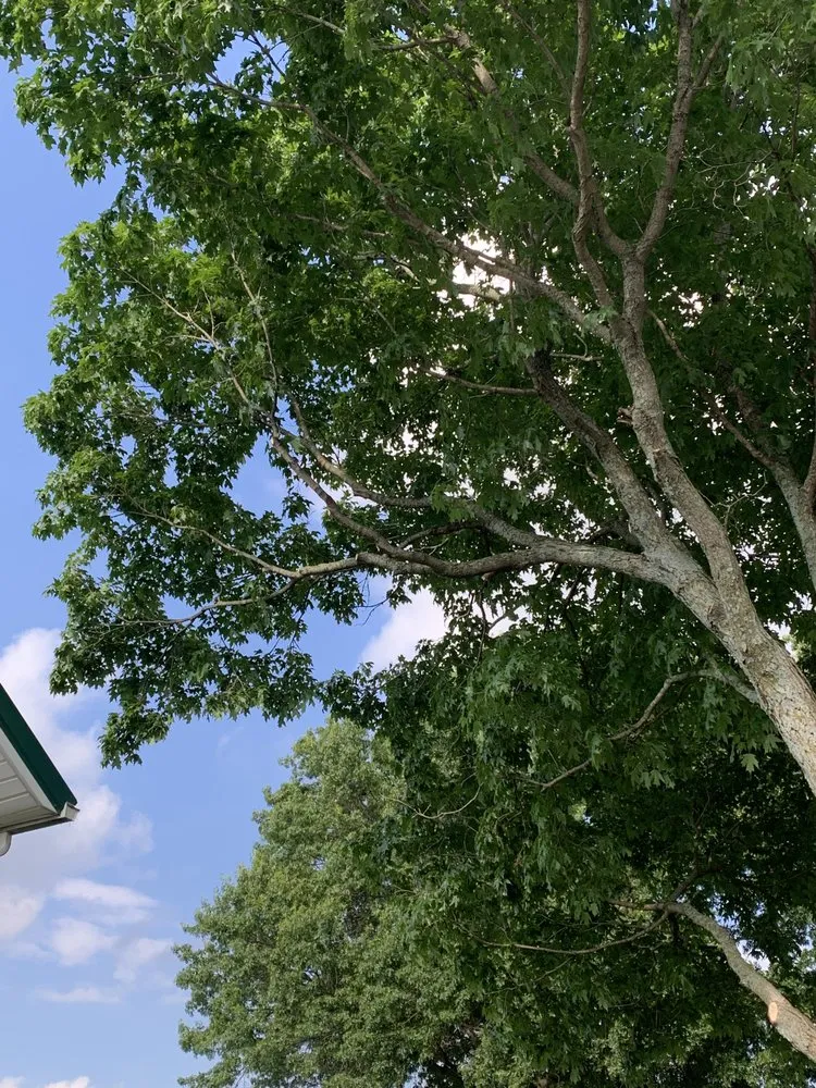 Affordable landscape installation with custom design in Trenton, MO by Prescott Tree & Landscape