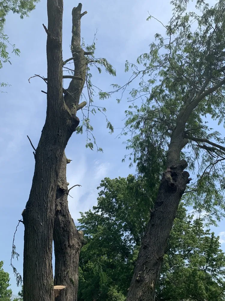 Custom outdoor landscaping for outdoor upgrades in Trenton, MO by Prescott Tree & Landscape