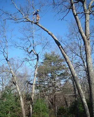 Custom lawn mowing service for residential properties across Prescott, AZ - Prescott Tree Service