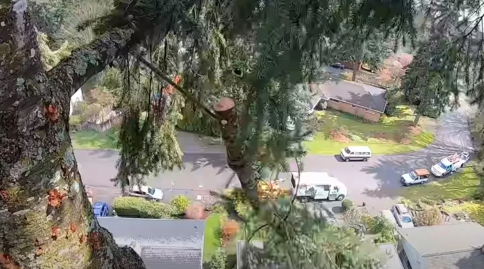 Local outdoor landscaping in Prescott, AZ by Prescott Tree Service