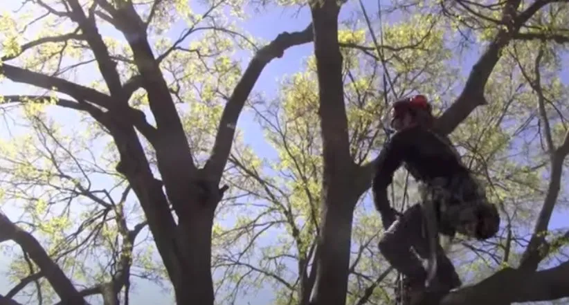 Professional lawn mowing service experts serving Prescott, AZ - Prescott Tree Service