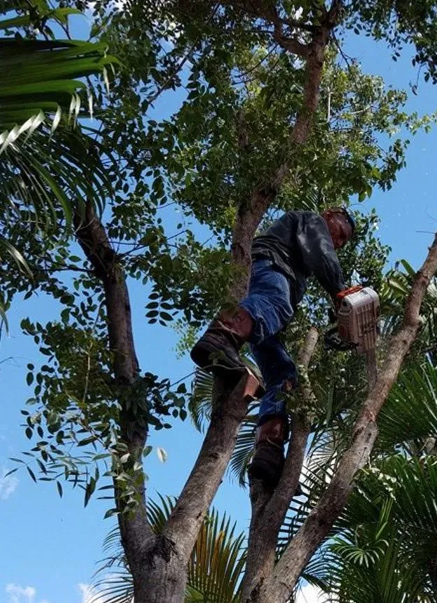 Affordable landscape design experts serving Lehigh Acres, FL - Presidential Landscaping