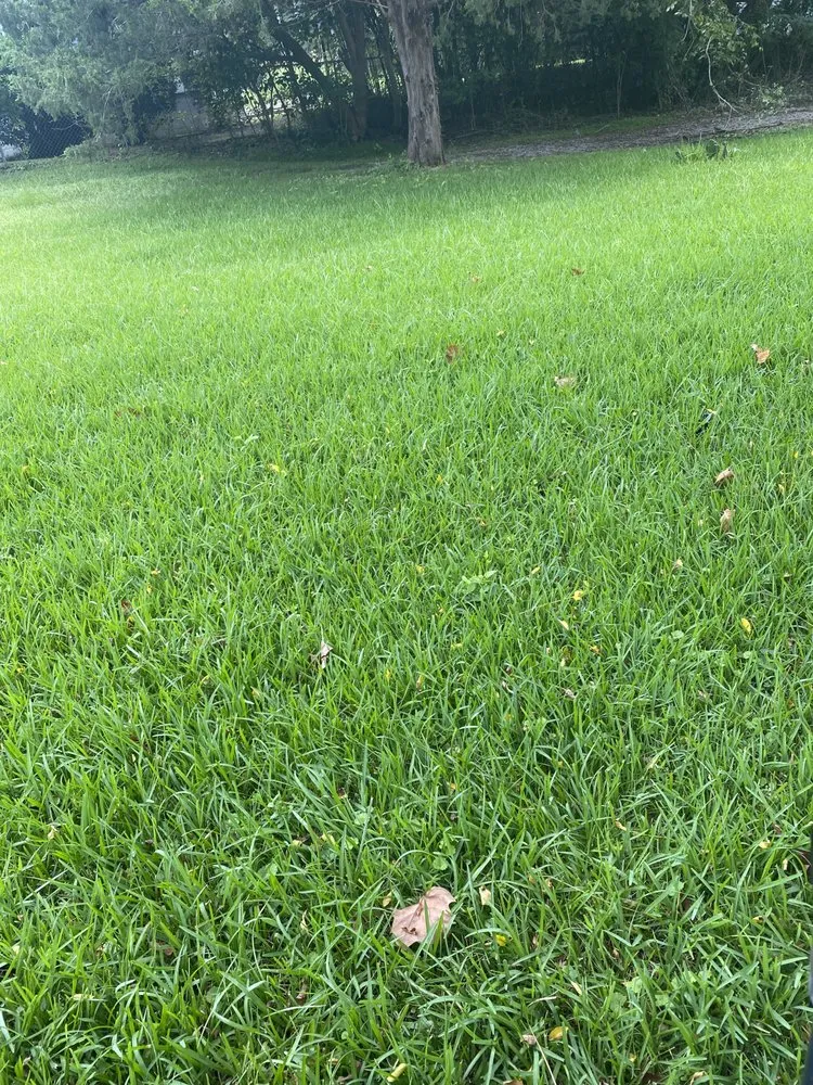 Affordable landscaping services experts serving Prosperity, SC - Presidential Lawn Care