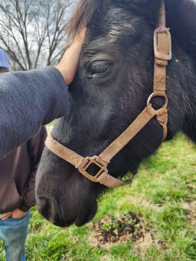 Trusted landscaping services for outdoor upgrades in Jonesborough, TN by Presnell Lawn and Farm