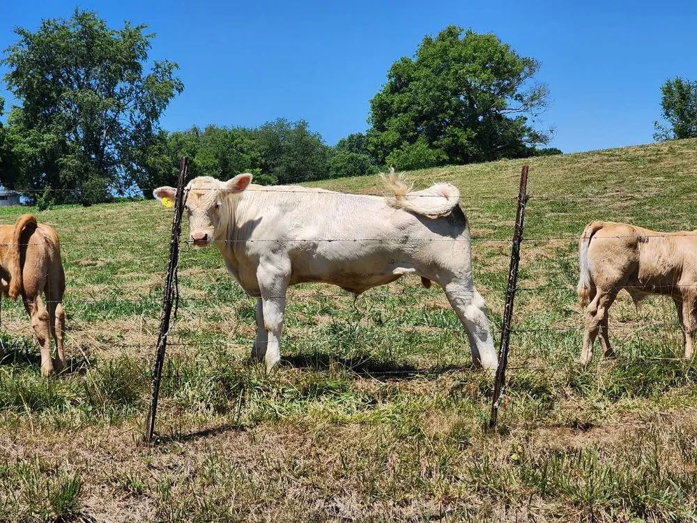 Professional residential landscaping in Jonesborough, TN - Presnell Lawn and Farm