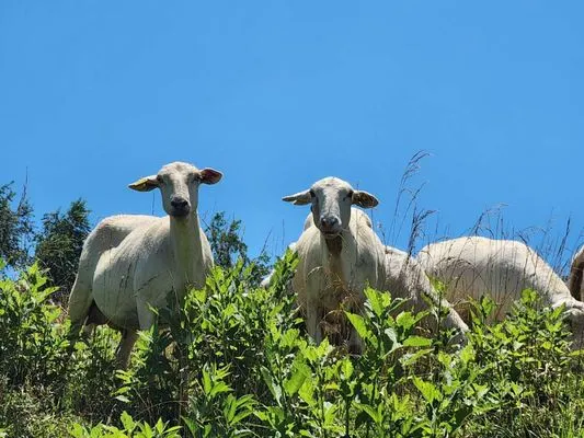 Presnell Lawn and Farm