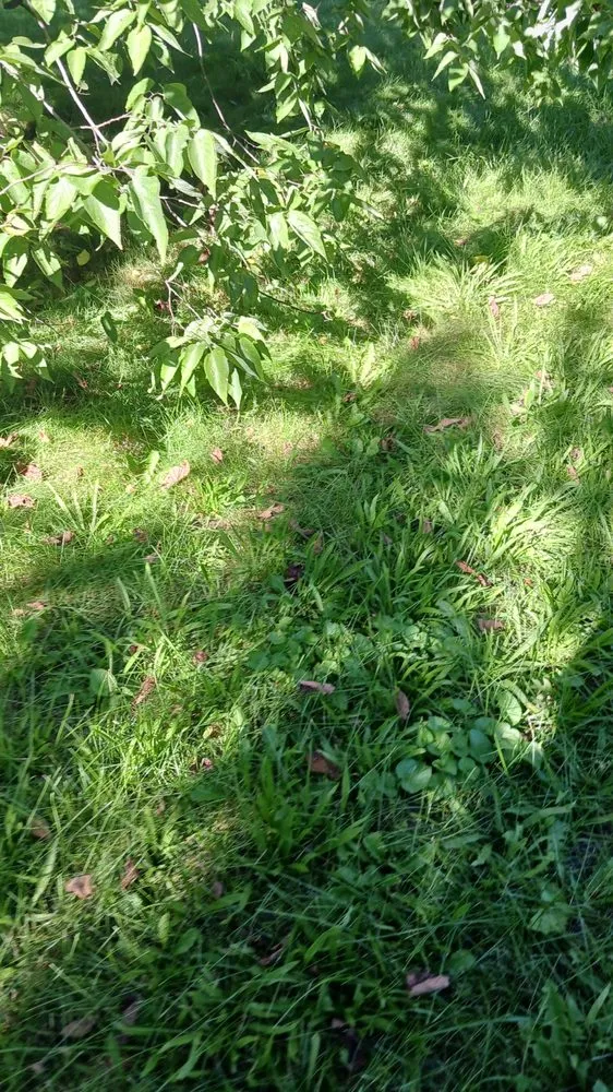 Affordable landscape installation in Elkhart, IN by Pressure landscaping