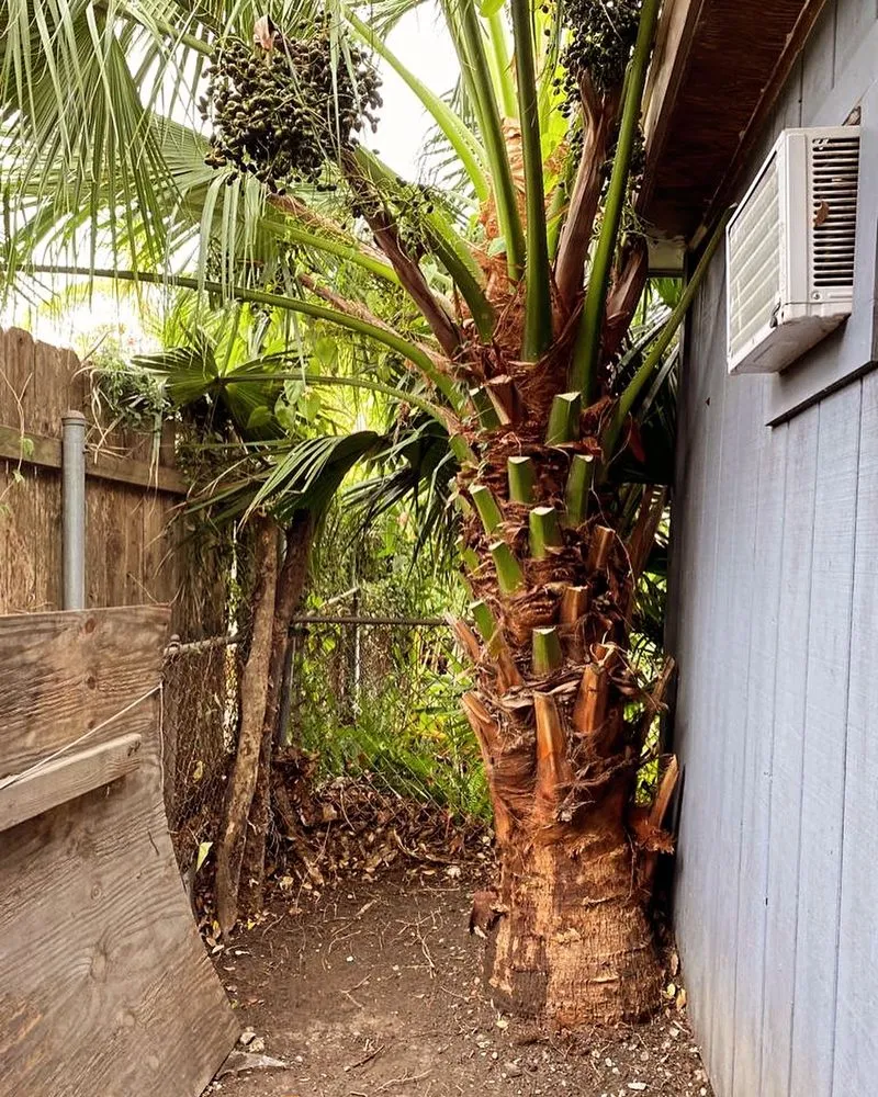 Professional yard maintenance in Harvey, LA - Pressure Washing Fast Solutions