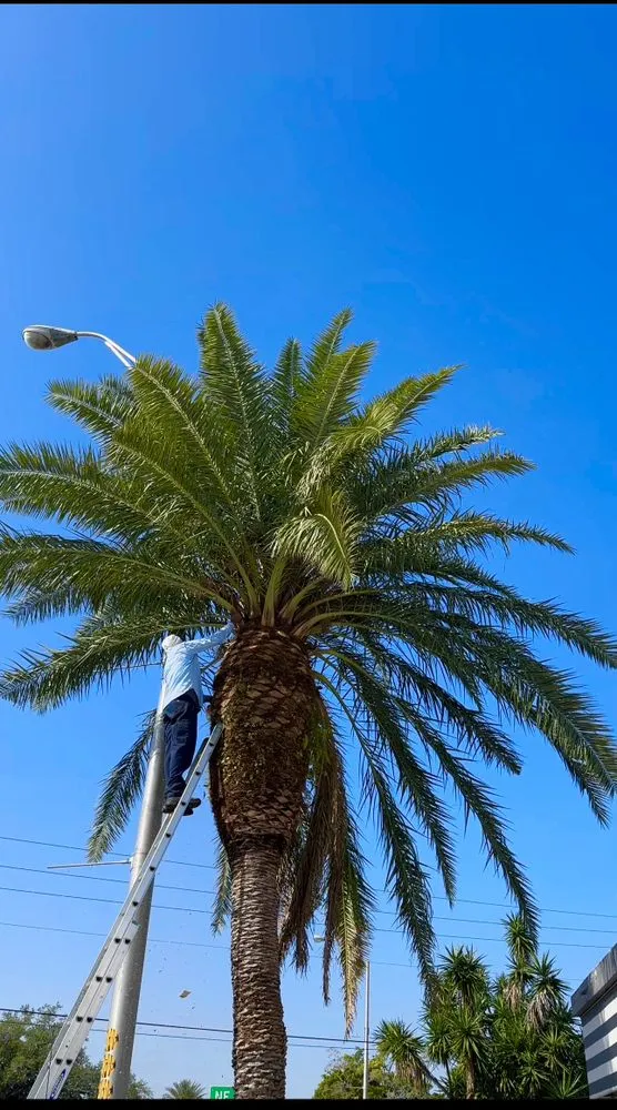 Custom garden landscaping in Hollywood, FL - Prestige Design Landscaping