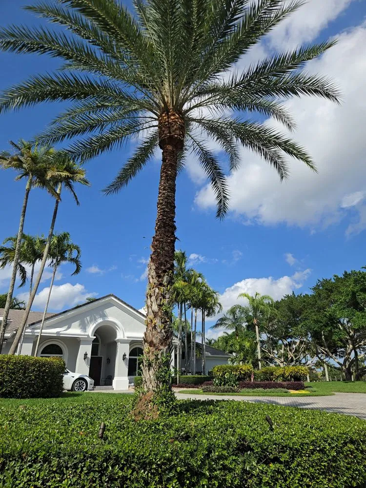 Reliable yard cleanup service experts serving Hollywood, FL - Prestige Design Landscaping