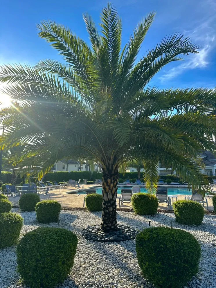 Trusted landscape design in Hollywood, FL - Prestige Design Landscaping
