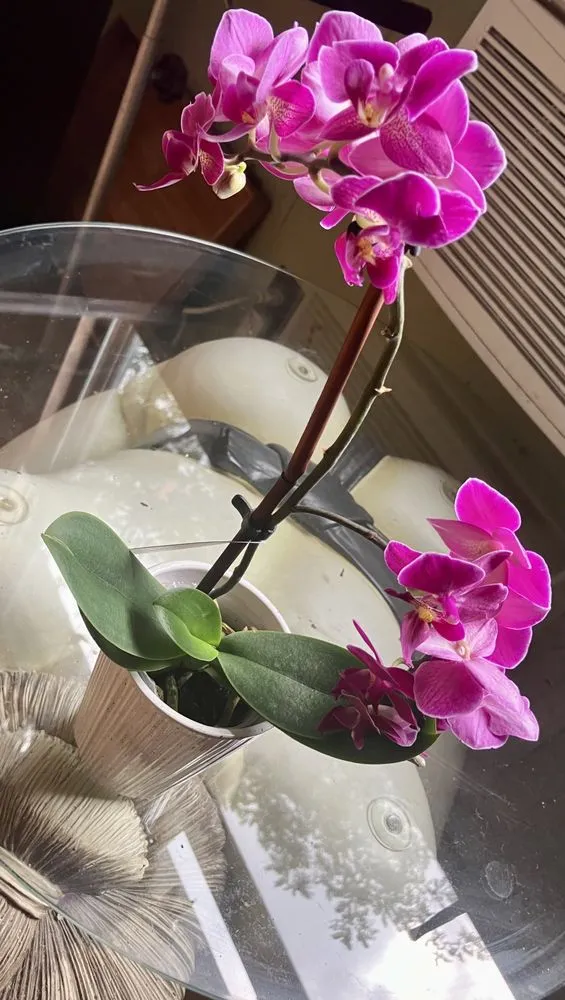 Trusted yard cleanup service in Larksville, PA - Prestige Flowers and Landscaping