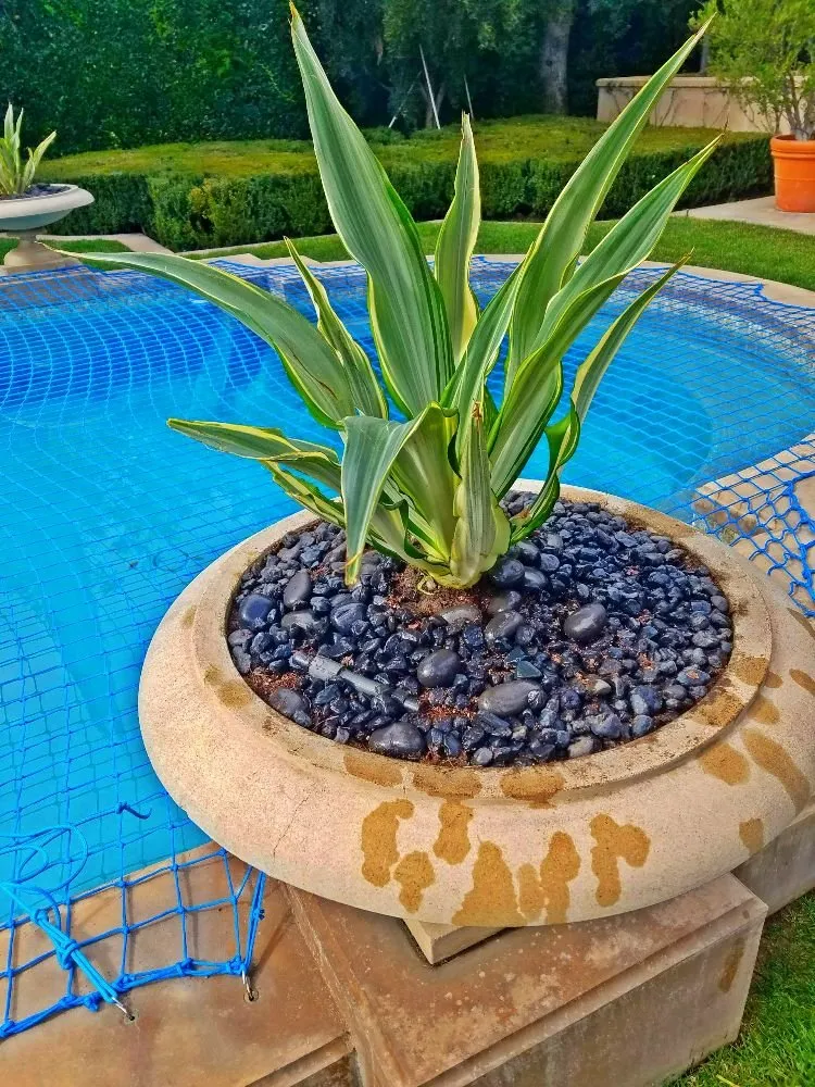 Custom yard maintenance experts serving Pasadena, CA - Prestige Gardening Service