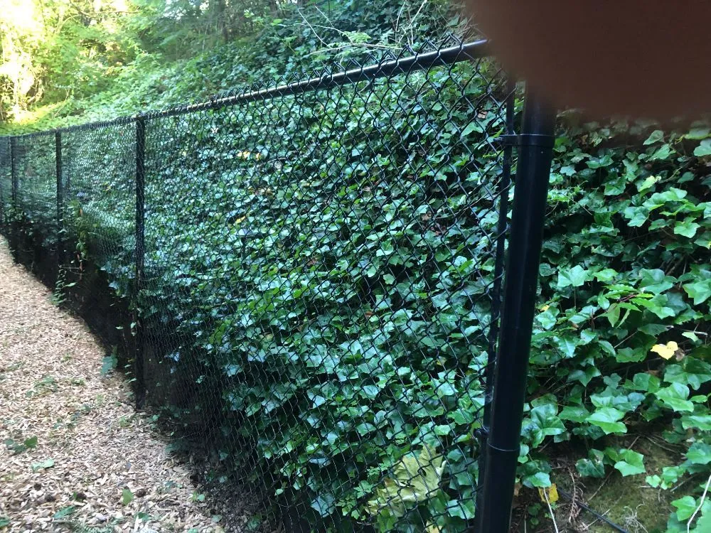 Expert yard cleanup service for beautiful yards across Everett, WA - Prestige Gardens