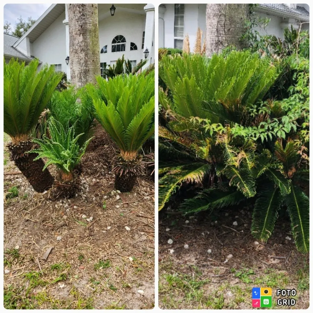 Trusted lawn mowing service in Ocala, FL by Prestige Homes and Lawn