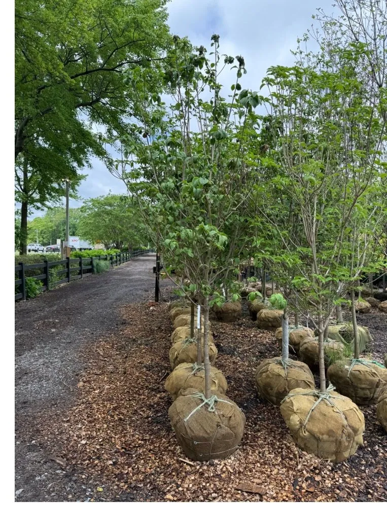 Affordable outdoor landscaping in Washington DC, DC - Prestige Landscape & Design