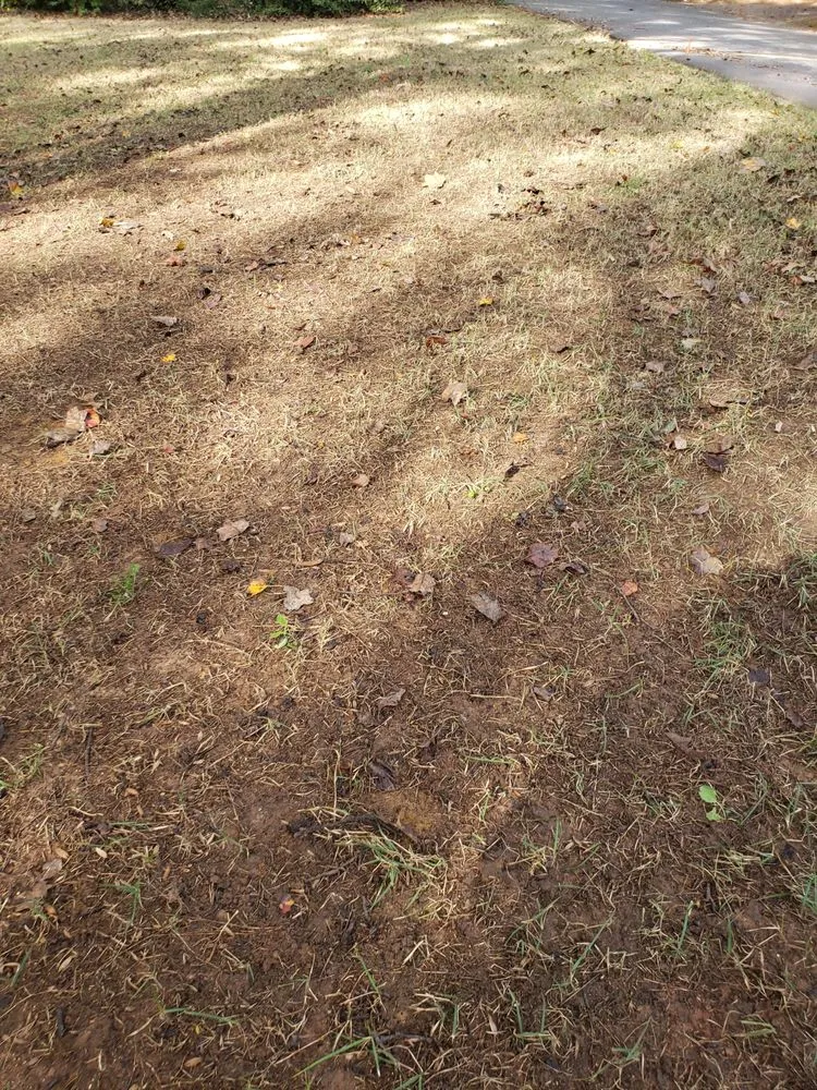 Affordable yard cleanup service with custom design across Cartersville, GA - Prestige Landscape Group and Sod Action