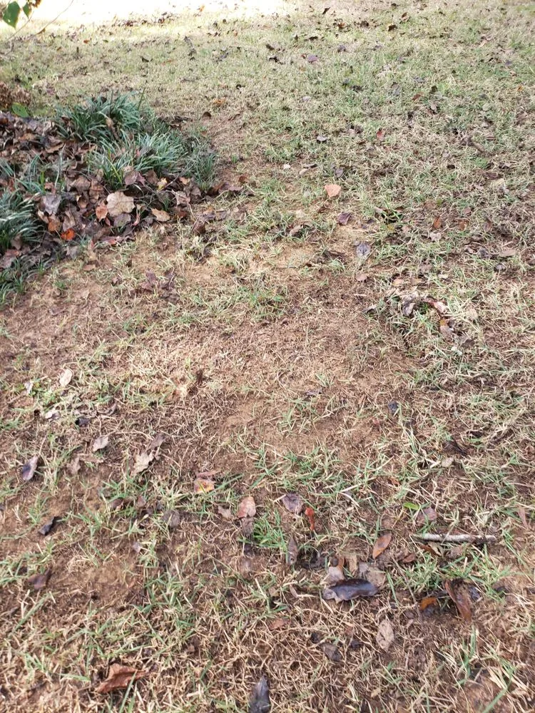 Top-rated yard cleanup service in Cartersville, GA - Prestige Landscape Group and Sod Action