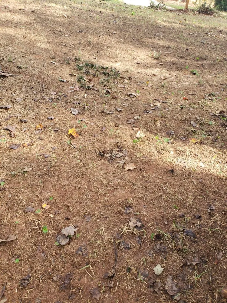 Reliable yard maintenance in Cartersville, GA - Prestige Landscape Group and Sod Action