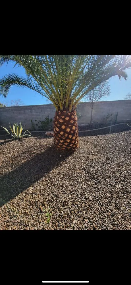 Local outdoor landscaping for beautiful yards across Surprise, AZ - Prestige Landscaping & Remodeling