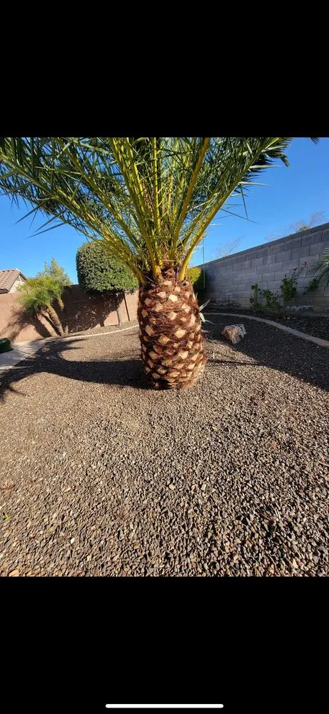 Reliable garden landscaping for beautiful yards in Surprise, AZ by Prestige Landscaping & Remodeling