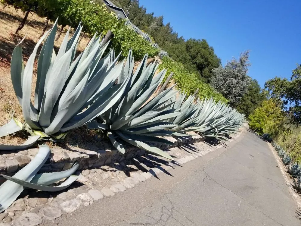 Local lawn mowing service in Napa, CA by Prestige Landscaping