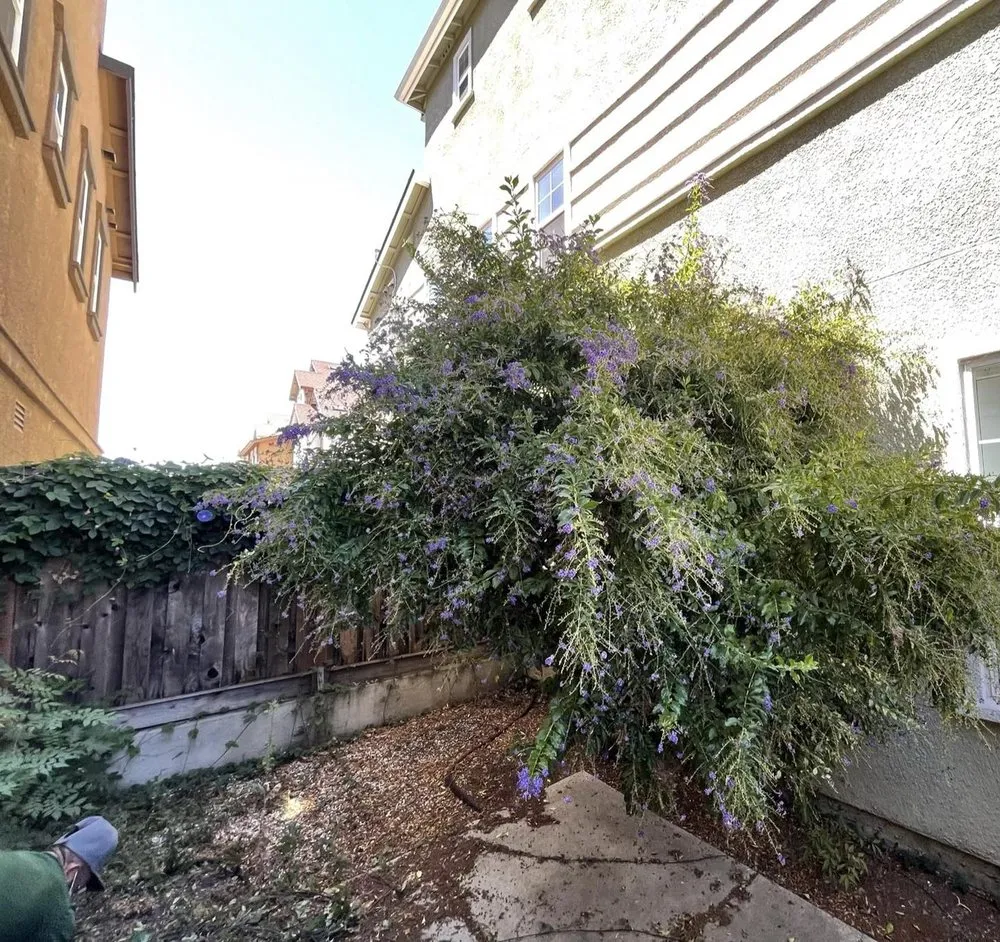 Reliable landscaping services for year-round maintenance across Napa, CA - Prestige Landscaping