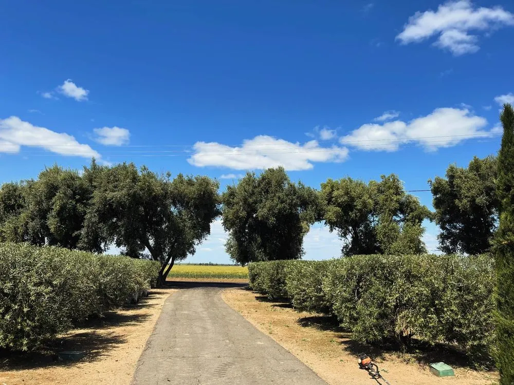 Trusted yard cleanup service for beautiful yards in Napa, CA by Prestige Landscaping