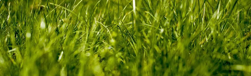 Custom yard cleanup service in Pawtucket, RI by Prestige Lawn Care Service