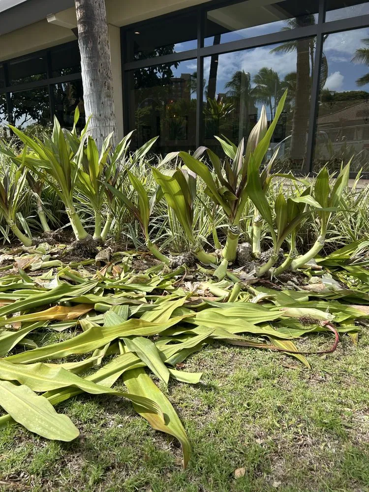Professional yard cleanup service for residential properties across Waianae, HI - Prestige Lawn Care