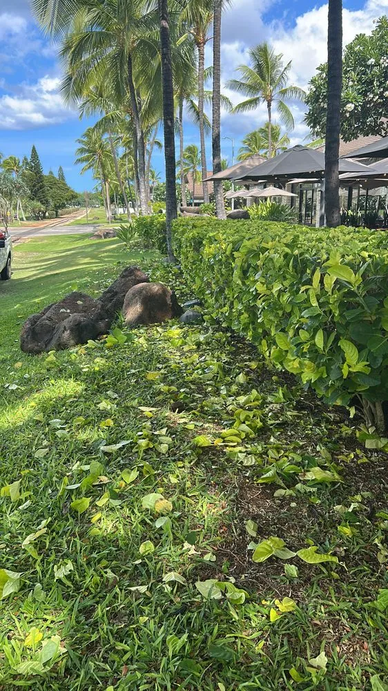 Local residential landscaping in Waianae, HI - Prestige Lawn Care