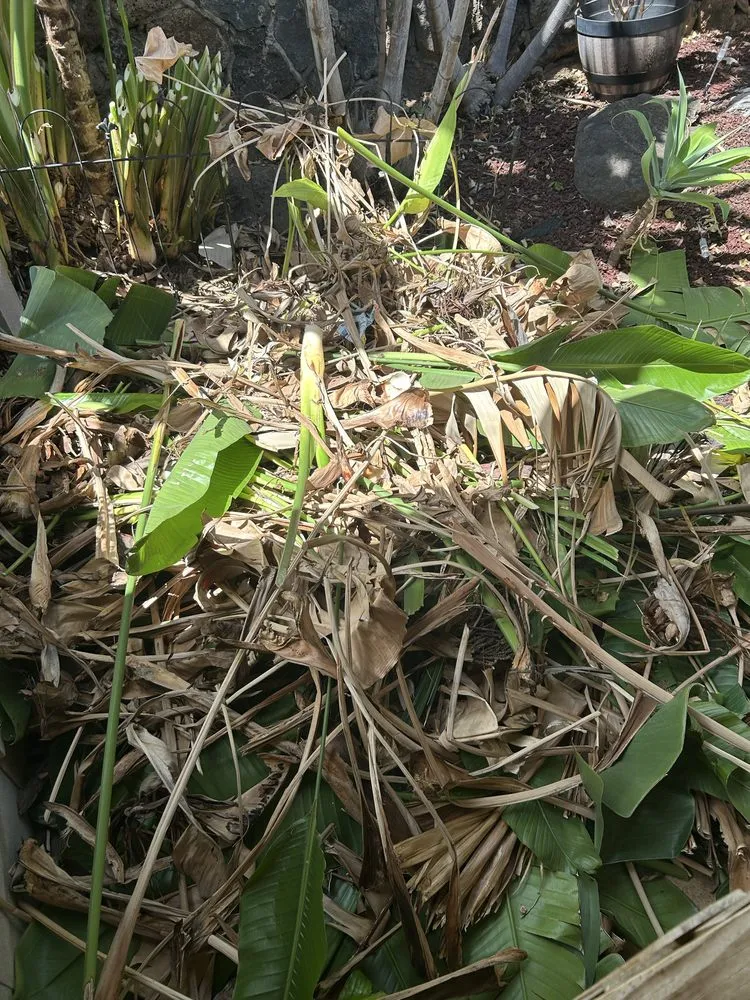 Top-rated residential landscaping for year-round maintenance in Waianae, HI by Prestige Lawn Care