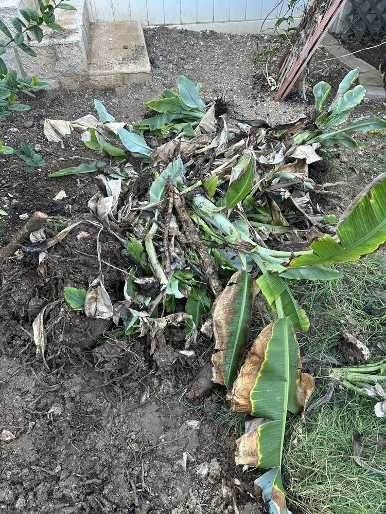 Expert lawn mowing service for residential properties across Waianae, HI - Prestige Lawn Care