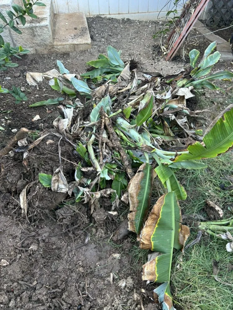 Professional lawn mowing service with custom design in Waianae, HI by Prestige Lawn Care