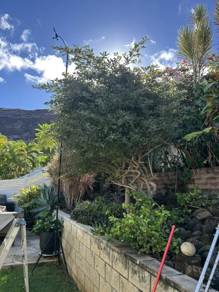 Reliable lawn mowing service for residential properties across Waianae, HI - Prestige Lawn Care