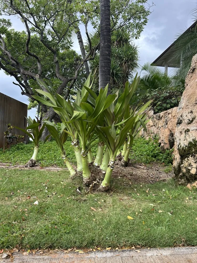 Trusted yard maintenance in Waianae, HI - Prestige Lawn Care