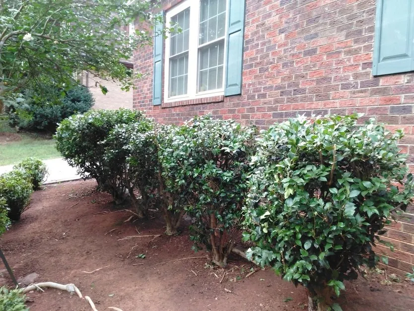 Expert yard cleanup service in Concord, NC by Prestige Lawn Maintenance
