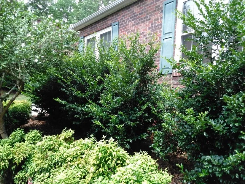 Reliable residential landscaping for beautiful yards in Concord, NC by Prestige Lawn Maintenance