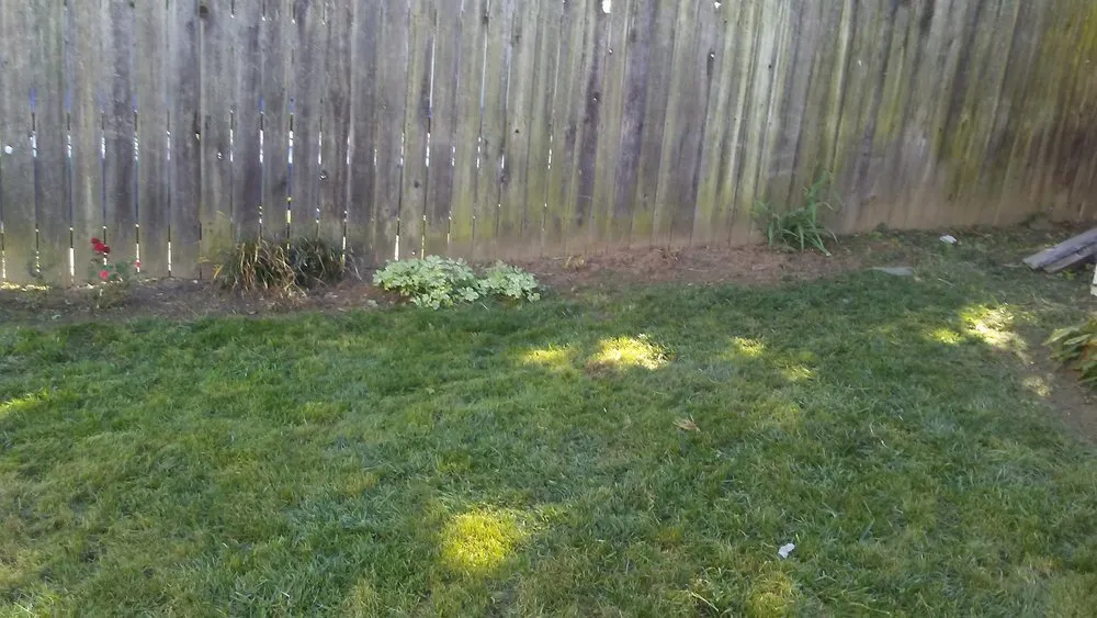 Affordable yard cleanup service in Camden, NJ by Prestige Management