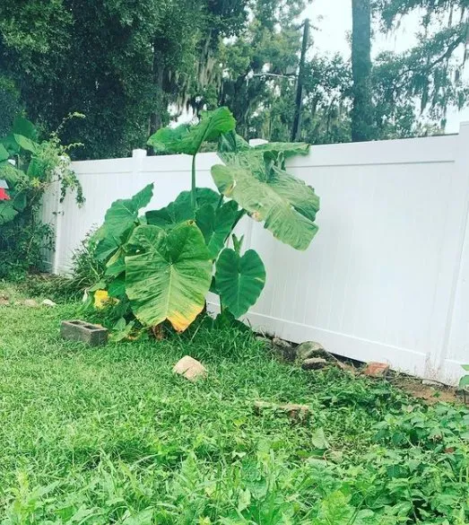 Reliable yard maintenance for residential properties in Brunswick, GA by Prestige Outdoor Projects