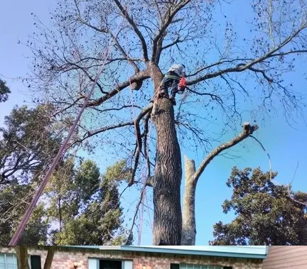 Expert landscape installation in Houston, TX by Prestige Service Group