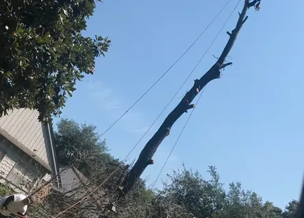 Expert residential landscaping for beautiful yards in Houston, TX by Prestige Service Group