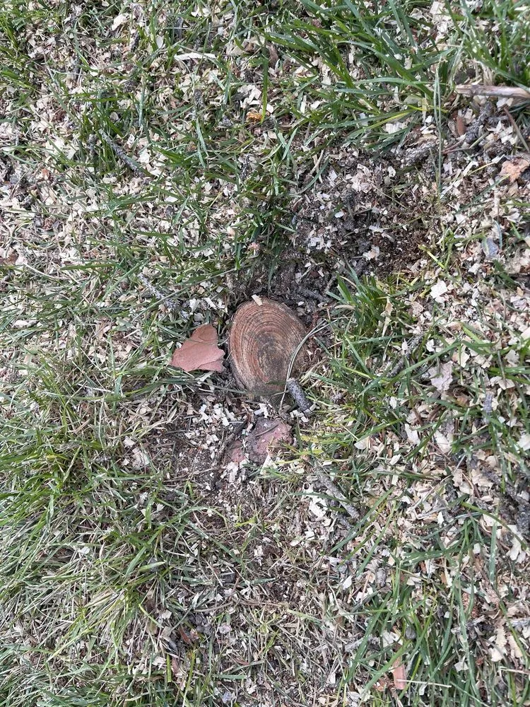 Professional outdoor landscaping for beautiful yards in Murray, UT by Prestige Tree And Landscape