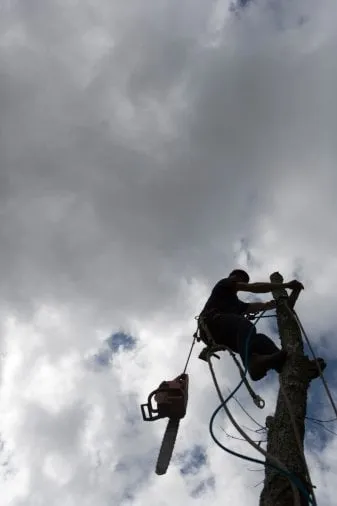 Reliable lawn care service experts serving Murray, UT - Prestige Tree And Landscape