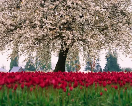 Professional yard cleanup service in Murray, UT - Prestige Tree And Landscape