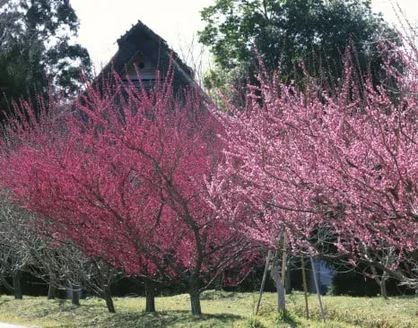 Custom yard maintenance in Murray, UT by Prestige Tree And Landscape