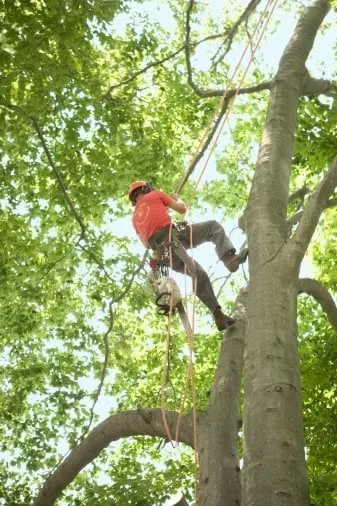 Affordable residential landscaping in Murray, UT by Prestige Tree And Landscape